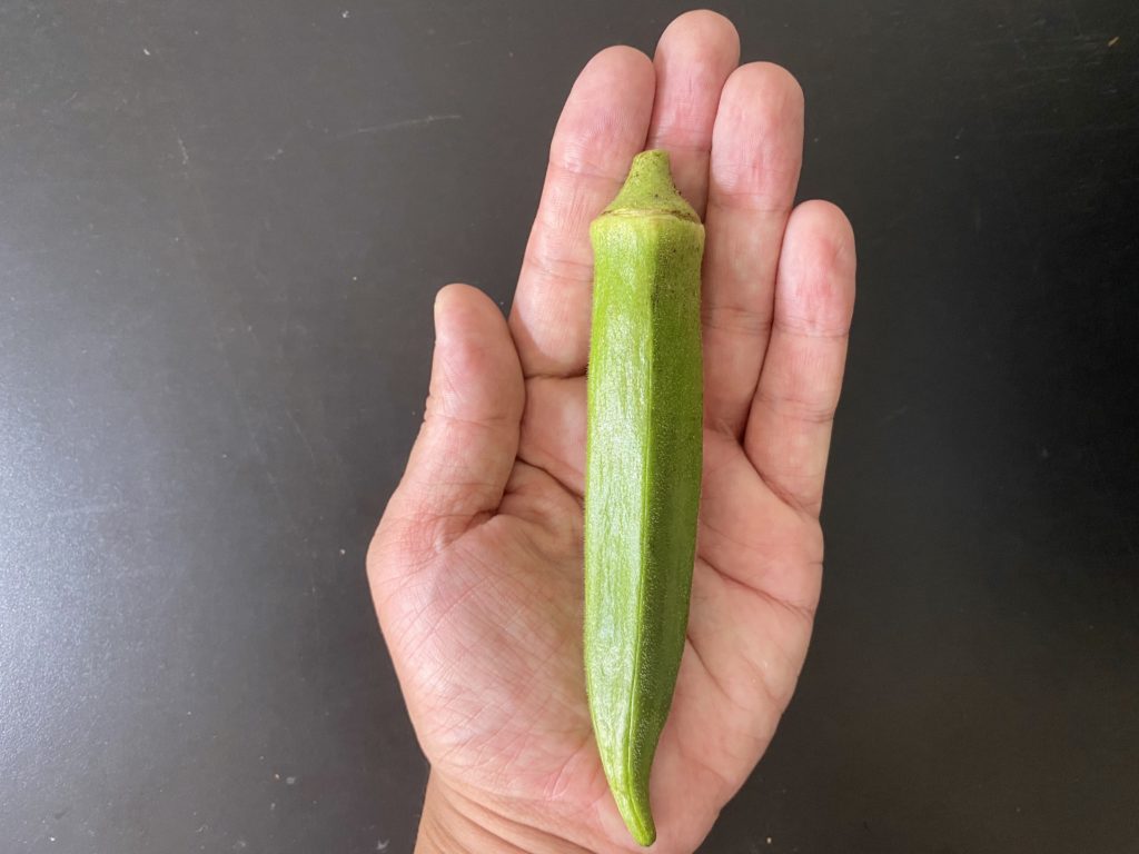 無農薬野菜のミレーオクラ