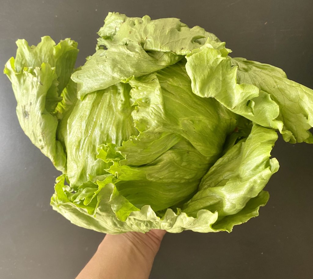 無農薬野菜のミレー玉レタス