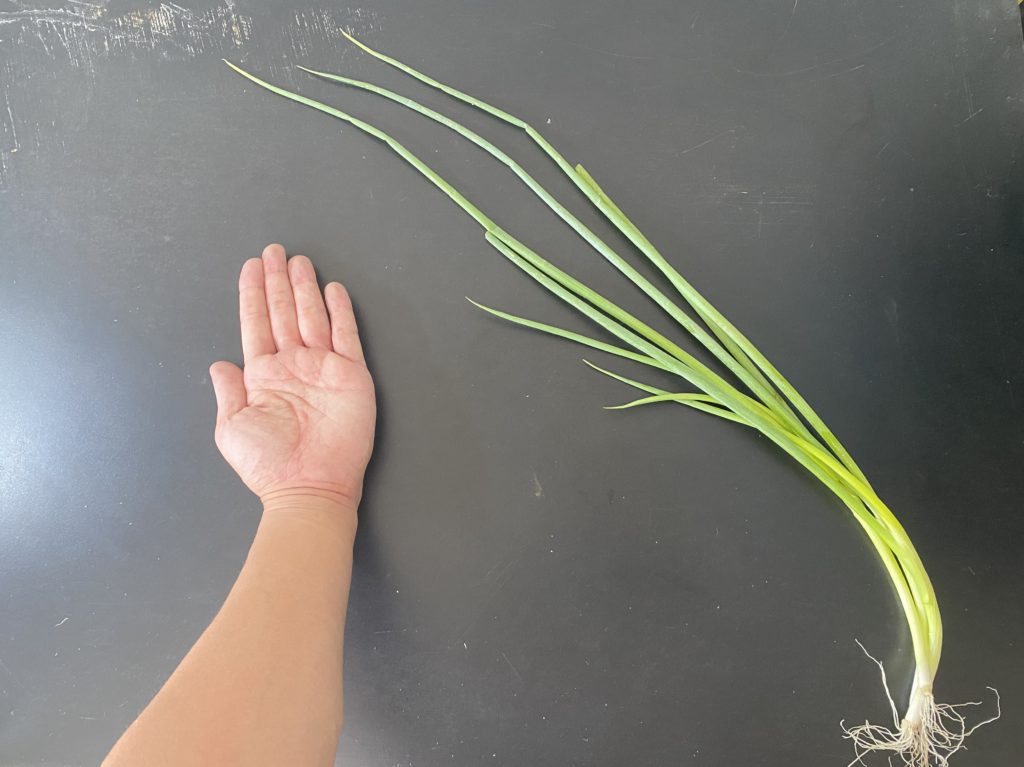 無農薬野菜のミレー葉ねぎ
