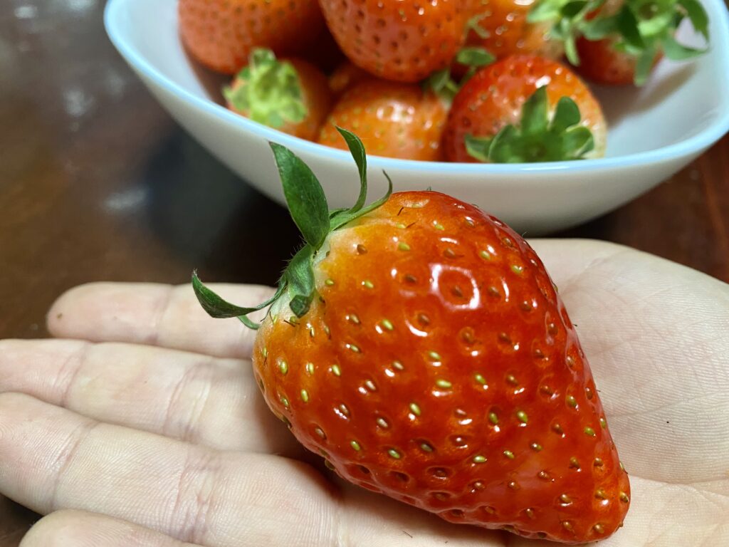 食べチョクいちご