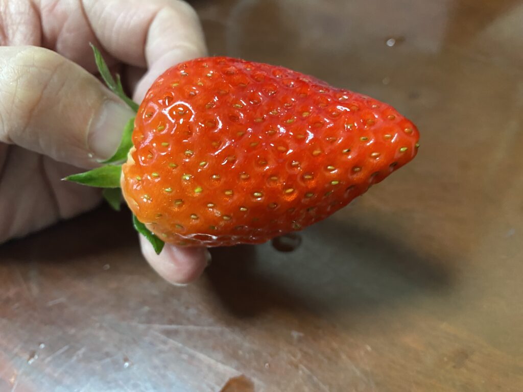 食べチョクいちご